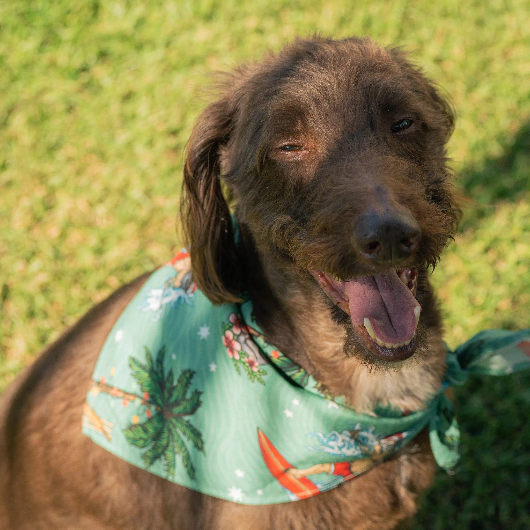 Aussie Christmas Green - Dog Bandana